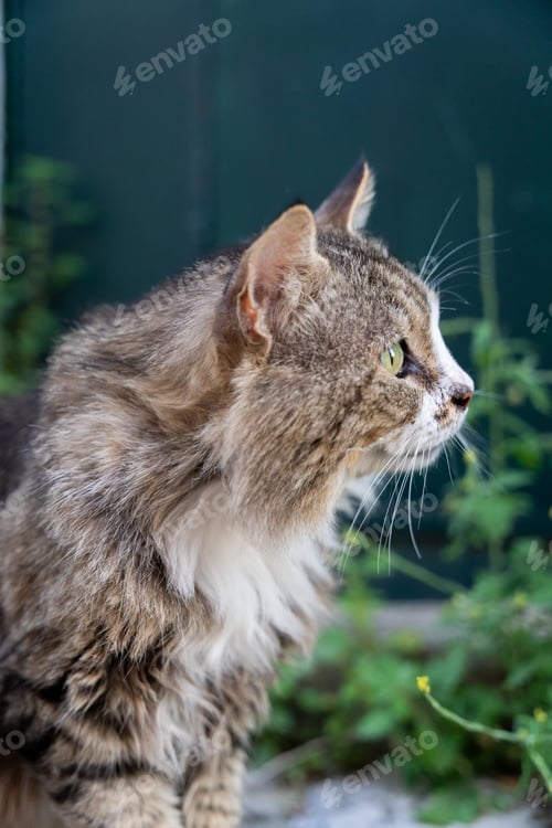 Preview: A cute cat with green eyes in Croatia looking away