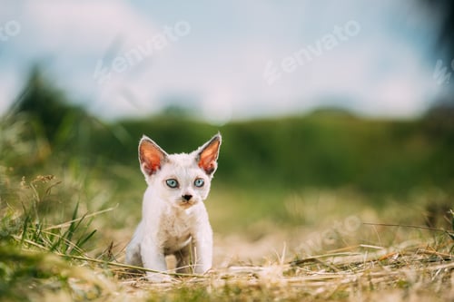 Preview: Sweet Devon Rex Cat Funny Curious Young White Devon Rex Kitten In Grass. Short-haired Cat Of English