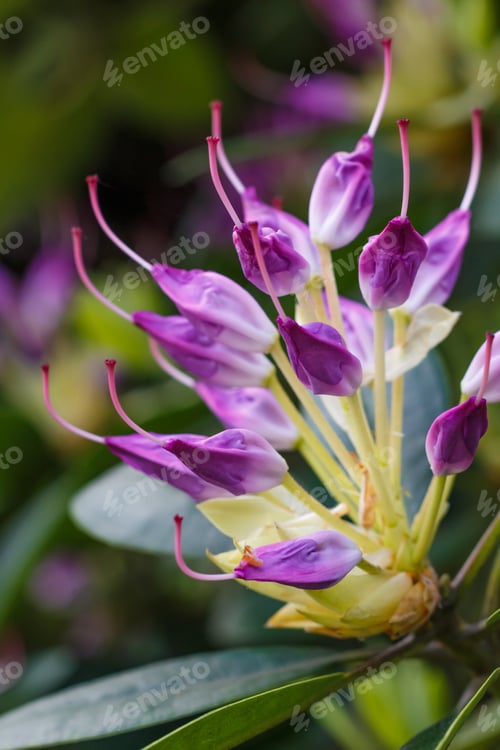 Preview: Rhododendron (azalea ) buds of purple color in the spring garden