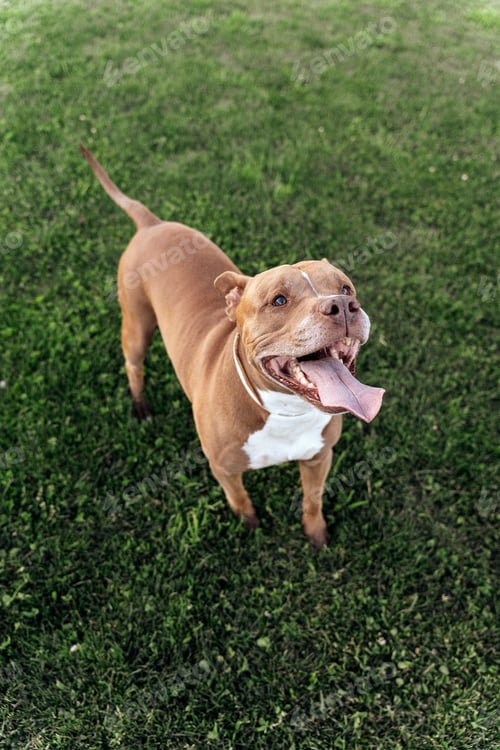 Preview: Purebred Dog in the Park