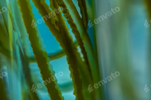 Preview: green alga laboratory research, alternative biofuel energy technology, biotechnology concept