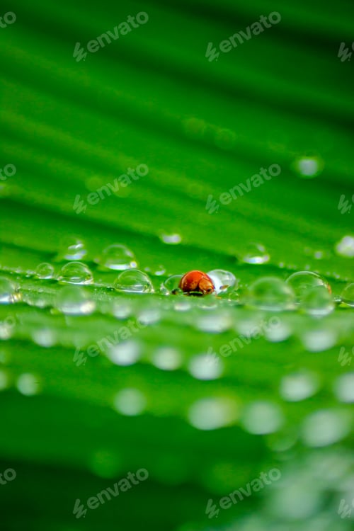 Preview: beautiful morning view indonesia panorama landscape paddy fields