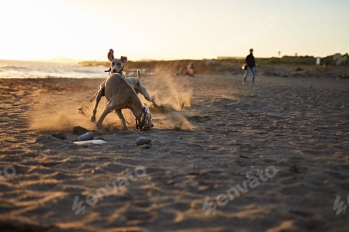 Preview: Funny dog on beach