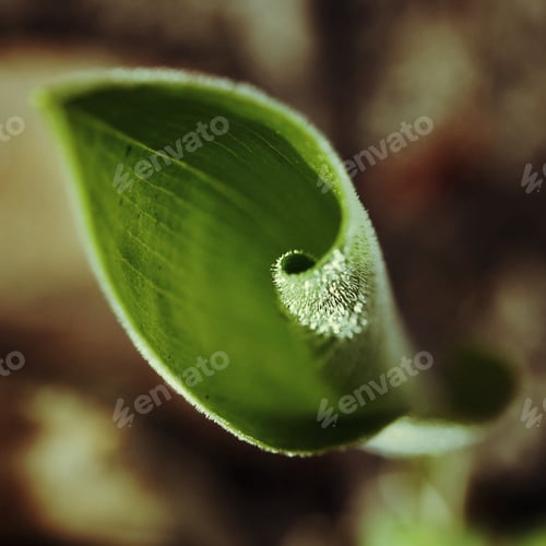 Preview: Closeup of green spring leaf as it unfurls.
