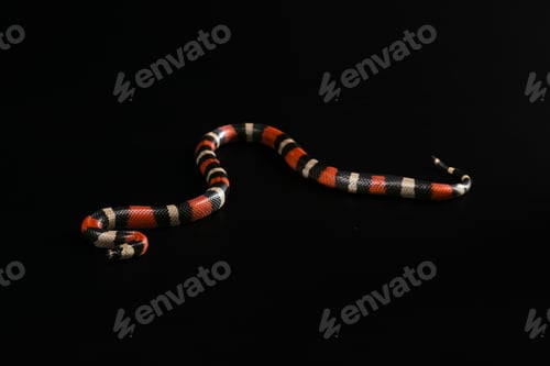 Preview: Pueblan Milk Snake Or Campbell'S Milk Snake, Lampropeltis Triangulum Campbelli, Isolated On Black