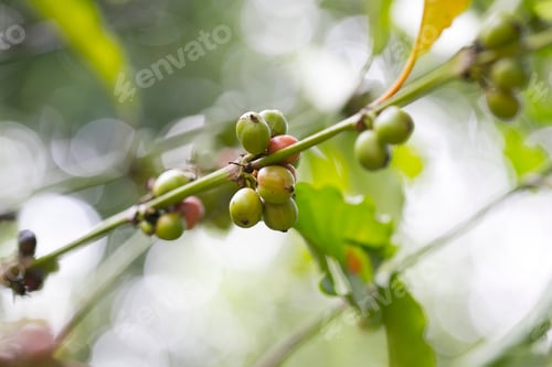 Preview: Coffee beans