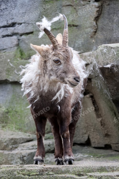 Preview: wild goat standing near rock