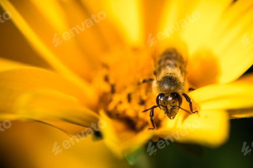 Preview: A bee busy drinking nectar from the flower