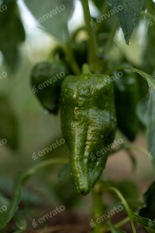 Preview: Green organic paprika with drops of water outside