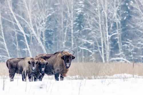 Preview: Scenic view of bison herd strolling on snowy field by trees in Poland