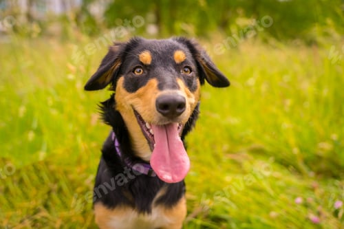 Preview: Smile of a black and brown dog having fun in spring in a flower meadow.