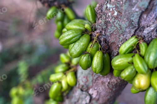 Preview: Averrhoa bilimbi, the fruit that grows on the trunk of the tree