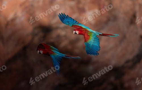Preview: Two Red and Green Macaw in Brazil