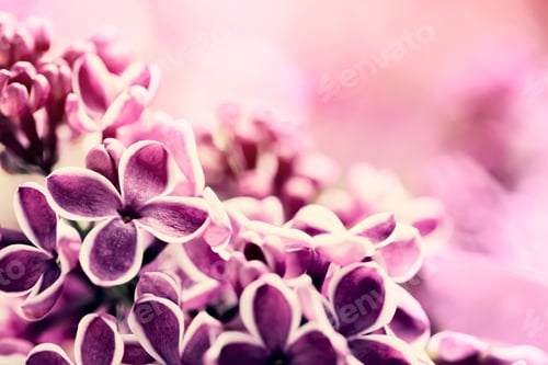 Preview: Lilac