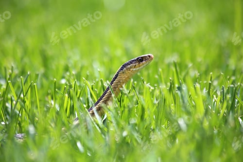 Preview: A garter snake slithering and peeking up through a lush lawn of bright green grass in the summer.