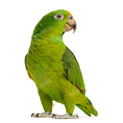 Preview: Panama Yellow-headed Amazon (5 months old) isolated on white