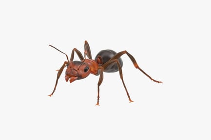 Preview: Detailed Orange and Black Ant