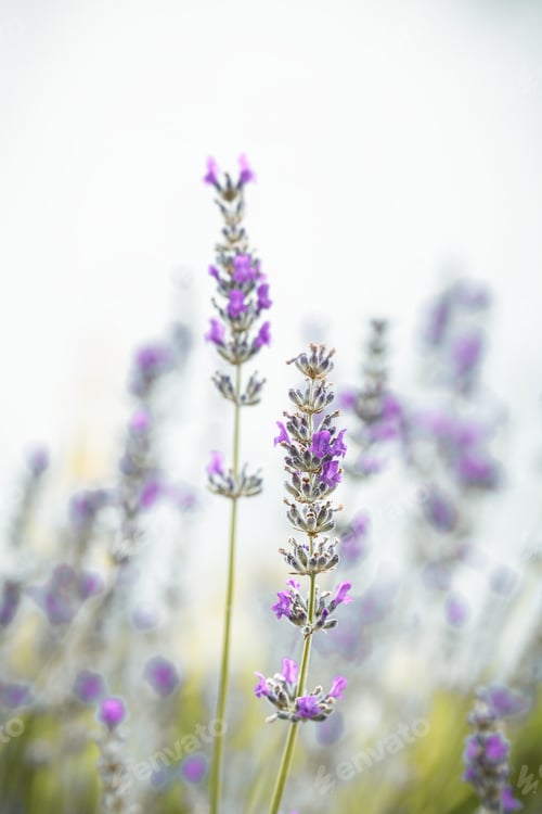 Preview: Lavender