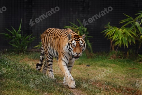 Preview: Majestic tiger walking on a zoo habitat