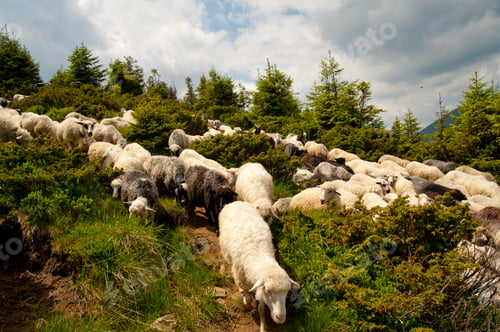 Preview: Flock of white sheep