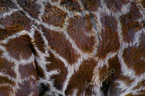 Preview: Real life macro of a giraffe great for natural background.Open space for text or copy overlay