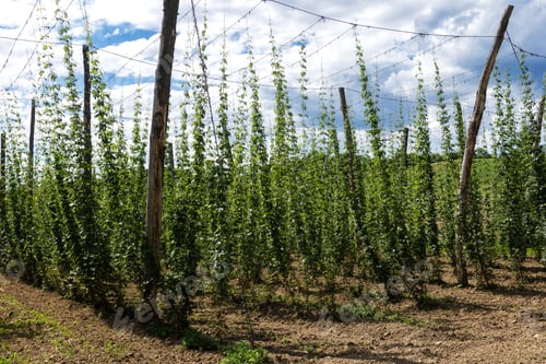 Preview: Rows of green young hops on a summer afternoon in the plantation. The hop vines are tied at the top