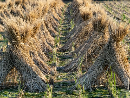 Preview: Bundles of dried rice stalk in rows after harvest in a Japanese rice field on a sunny day
