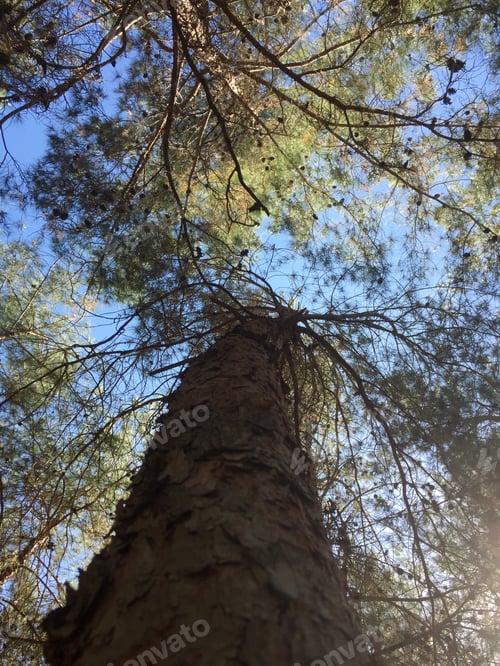Preview: Tree