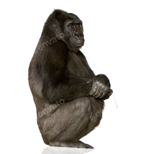 Preview: Young Silverback Gorilla