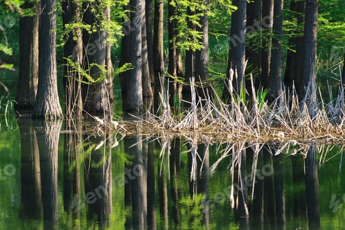 Preview: forest water