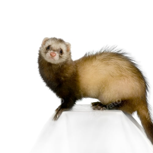 Preview: Ferret