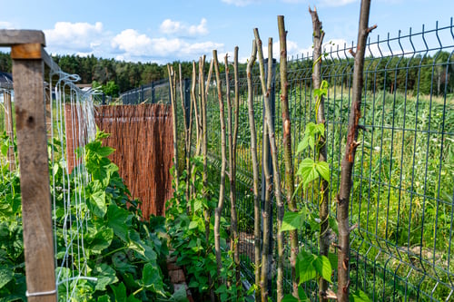 Preview: Climbing beans in the home garden wrapped around branches, early spring.