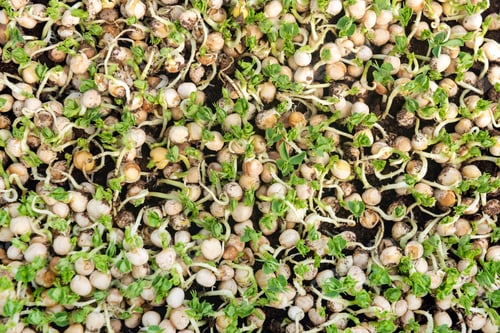 Preview: Micro green of peas