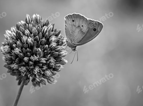 Preview: butterfly on a flower