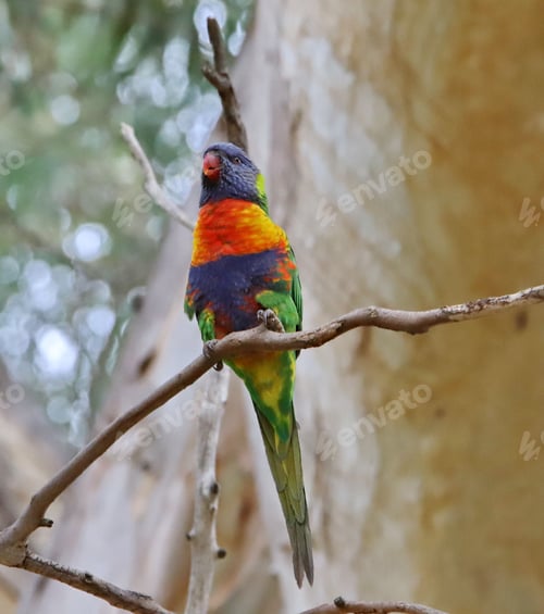 Preview: Loriini bird perched on a sun-drenched, tree branch, its vibrant feathers glowing in the light