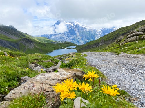 Preview: Blooming Alpine flowers