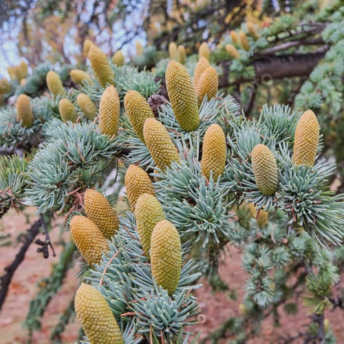 Preview: Branch of Atlas cedar with cones. Cedrus atlantica
