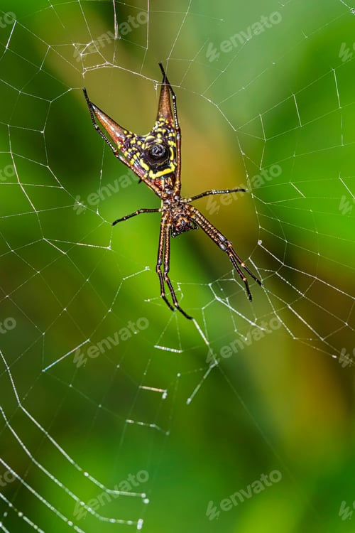 Preview: Spider, Micrathena sagittata, Marino Ballena National Park, Costa Rica