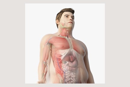Preview: Full Male Anatomy: Obese Human Body with Internal Systems