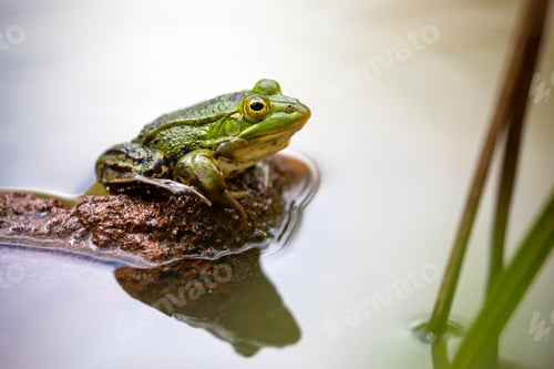 Preview: Pool frog (Pelophylax lessonae) outdoor