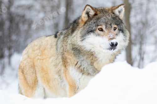Preview: Close-up portrait of a beautiful wolf in the cold winter