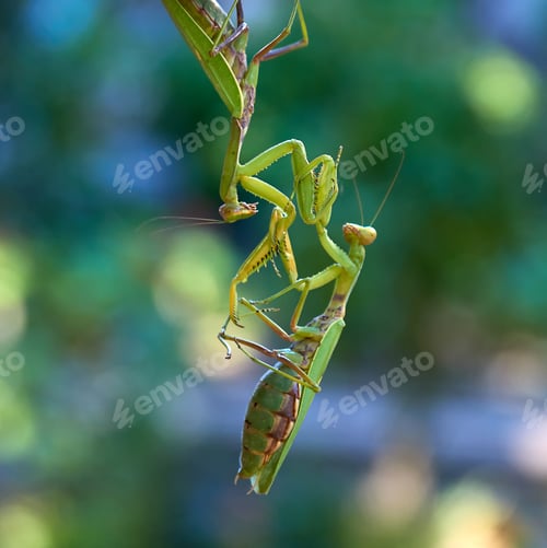 Preview: Two big green praying mantis on a branch, close up