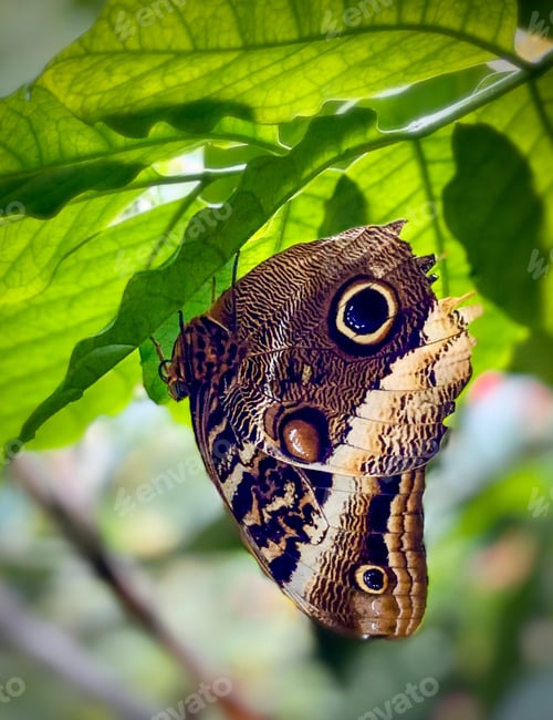 Preview: Brown butterfly hanging from a green leaf