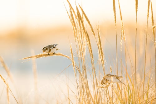 Preview: Small Snow Buntings feeding on golden dune grasses in the bright winter sunlight on a beach