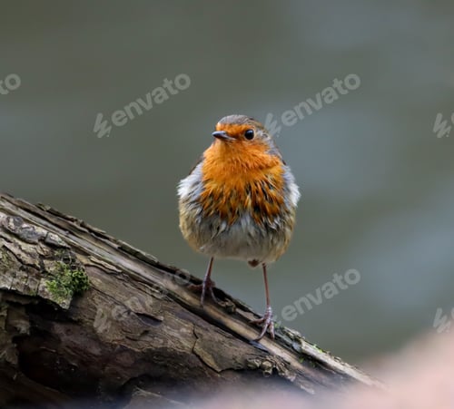 Preview: Robin bird sits on a slender tree branch