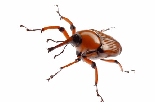 Preview: brown palm weevil beetle