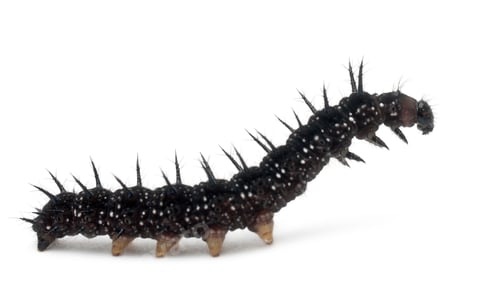 Preview: Caterpillar of a Peacock butterfly, Inachis io, in front of white background