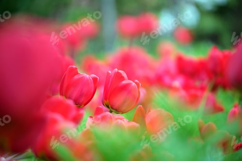 Preview: Bright red tulip flowers blooming on outdoor flowerbed on sunny spring day