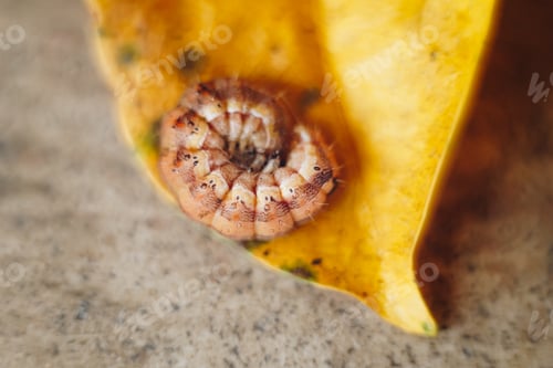 Preview: macro shot of a little orange caterpillar