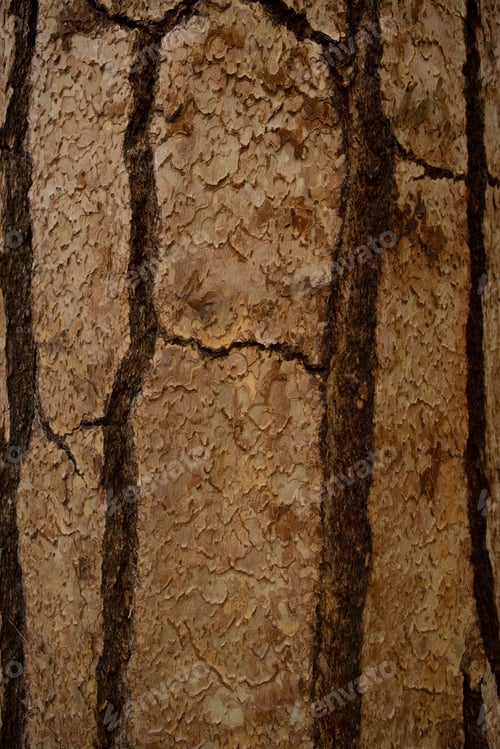 Preview: Closeup texture of tree bark